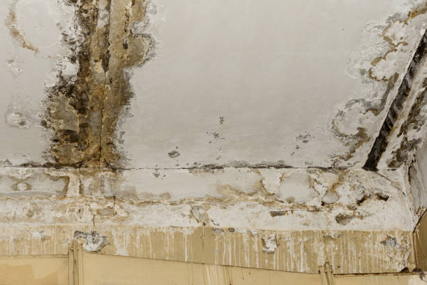 Best Professional water damage repair  in USA